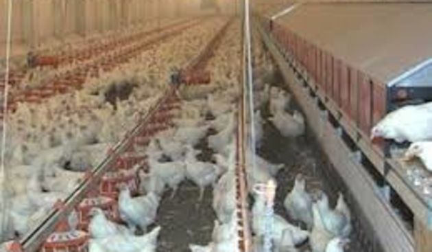 Morrissey i PETA protiv tvorničkih farma peradi, foto: dalje.com