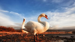 Prekrasni labuđi par u blizini crkvice Sv. Duha, Foto: Roberto Lerga Prekrasni labuđi par u blizini crkvice Sv. Duha, Foto: Roberto Lerga