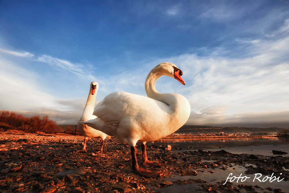 Prekrasni labuđi par u blizini crkvice Sv. Duha, Foto: Roberto Lerga Prekrasni labuđi par u blizini crkvice Sv. Duha, Foto: Roberto Lerga