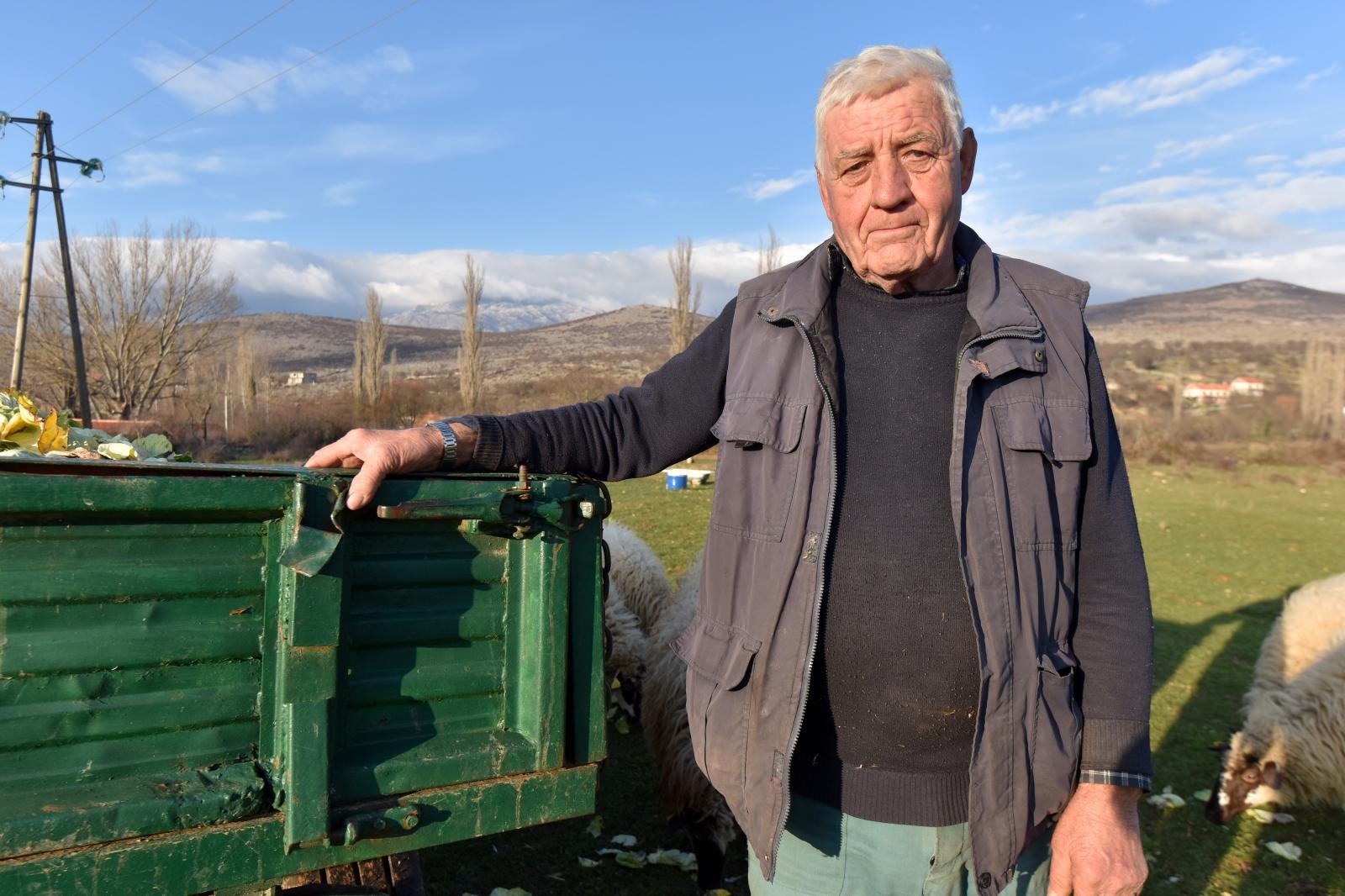 Kaštel Žegarski: Ovca potjerala vuka i ojanjila dva janjčića