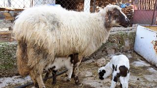 Kaštel Žegarski: Ovca potjerala vuka i ojanjila dva janjčića