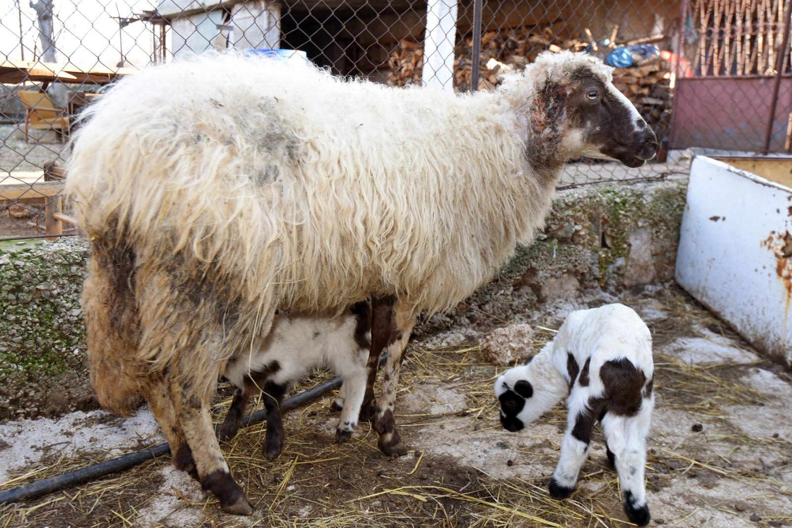 Kaštel Žegarski: Ovca potjerala vuka i ojanjila dva janjčića