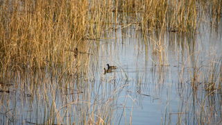 Đir uz Vransko jezero, Foto: Iva Perinić Đir uz Vransko jezero, Foto: Iva Perinić