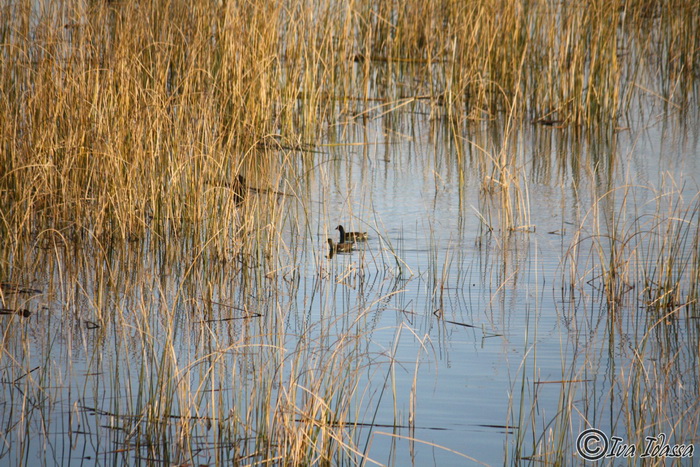 Đir uz Vransko jezero, Foto: Iva Perinić Đir uz Vransko jezero, Foto: Iva Perinić