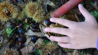 Pitomi kesten (Castanea sativa) jedan je od najprepoznatljivijih plodova jeseni. Photo: Borna Filić/PIXSELL Pitomi kesten (Castanea sativa) jedan je od najprepoznatljivijih plodova jeseni. Photo: Borna Filić/PIXSELL