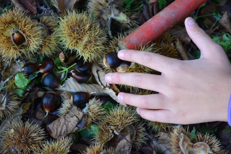 Pitomi kesten (Castanea sativa) jedan je od najprepoznatljivijih plodova jeseni. Photo: Borna Filić/PIXSELL Pitomi kesten (Castanea sativa) jedan je od najprepoznatljivijih plodova jeseni. Photo: Borna Filić/PIXSELL