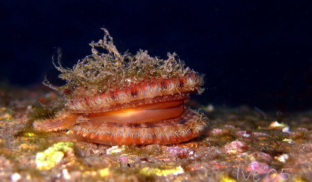 Čudesno podmorje Zadarskog arhipelaga, Foto: Ive Šoša