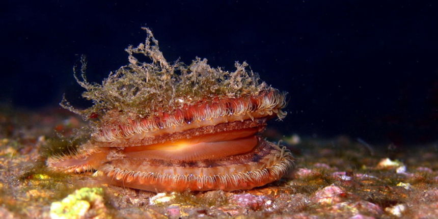Čudesno podmorje Zadarskog arhipelaga, Foto: Ive Šoša Čudesno podmorje Zadarskog arhipelaga, Foto: Ive Šoša
