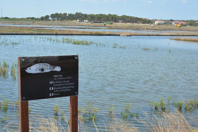 Nin – Povijesni gradic Nin pokraj Zadra za svoju prepoznatljivost ima nadaleko poznatu i najstariju hrvatsku solanu. Pod geslom “Prica o soli…” i dan danas se sol proizvodi na tradicionalan nacin. Photo: Damir Spehar/PIXSELL Nin – Povijesni gradic Nin pokraj Zadra za svoju prepoznatljivost ima nadaleko poznatu i najstariju hrvatsku solanu. Pod geslom “Prica o soli…” i dan danas se sol proizvodi na tradicionalan nacin. Photo: Damir Spehar/PIXSELL