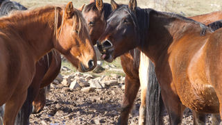 Divlji konji, foto: Leo Banić