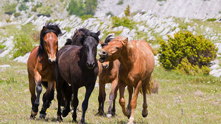 Divlji konji Velebita, foto: Leo Banic