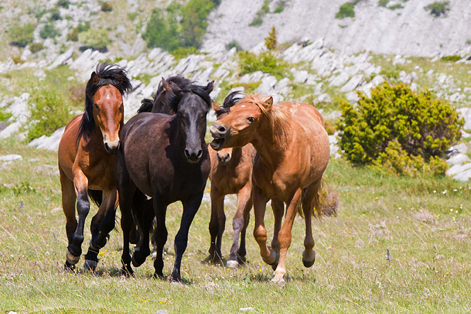 Divlji konji Velebita, foto: Leo Banic
