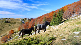 Đir do Zavižana, sjeverni Velebit, foto: Leo Banić