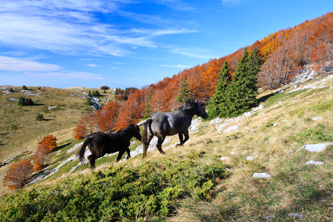 Đir do Zavižana, sjeverni Velebit, foto: Leo Banić