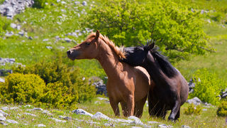 Divlji konji Velebita, foto: Leo Banic