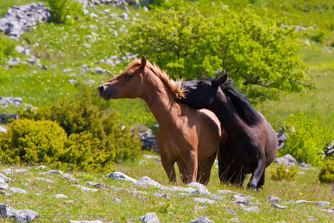 Divlji konji Velebita, foto: Leo Banic