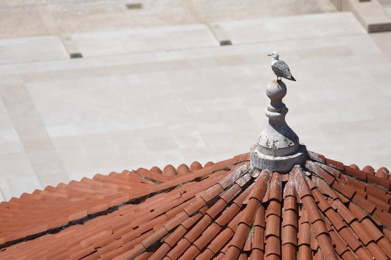 Pogled sa zvonika zadarske katedrale sv. Stošije, Foto: Dino Stanin/PIXSELL