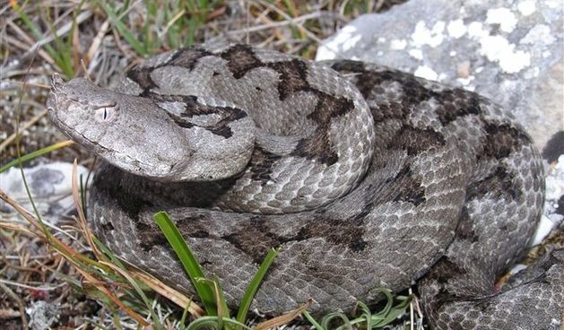 Poskok (Foto: picasaweb.google.com)