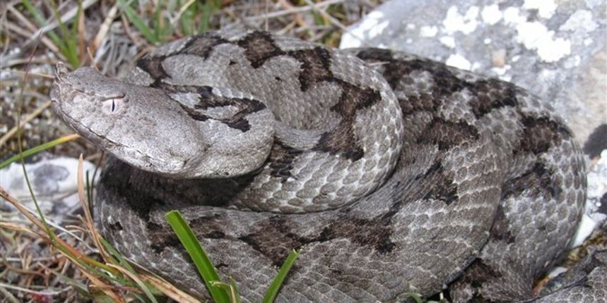 Poskok (Foto: picasaweb.google.com)