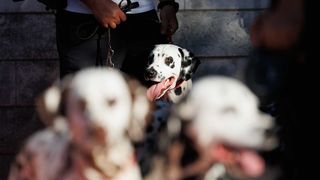 Red Carpet Dalmatian Walk @Trg pet bunara Red Carpet Dalmatian Walk @Trg pet bunara