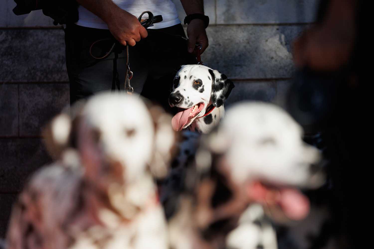 Red Carpet Dalmatian Walk @Trg pet bunara Red Carpet Dalmatian Walk @Trg pet bunara