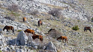 Divlji konji na Velebitu, foto: Leo Banić