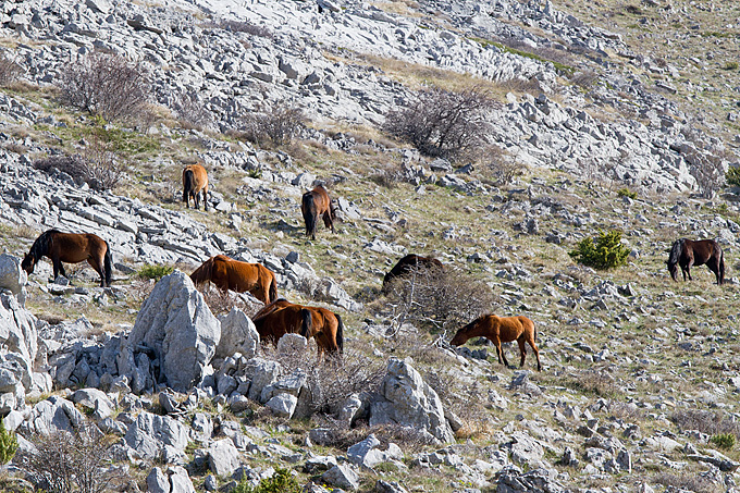 Divlji konji na Velebitu, foto: Leo Banić