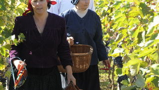 Stankovci, 101010.
Zadnja berba grozdja vodicke obitelji Roca u njihovom vinogradu. Po tradicionalnom obicaju zenski dio beraca bio je u vodickim “radnim nosnjama” koje su zene nekada nosile.
Foto: Marija Mihic / Cropix Stankovci, 101010.
Zadnja berba grozdja vodicke obitelji Roca u njihovom vinogradu. Po tradicionalnom obicaju zenski dio beraca bio je u vodickim “radnim nosnjama” koje su zene nekada nosile.
Foto: Marija Mihic / Cropix