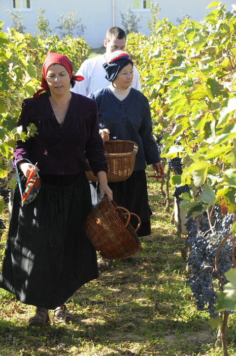 Stankovci, 101010.
Zadnja berba grozdja vodicke obitelji Roca u njihovom vinogradu. Po tradicionalnom obicaju zenski dio beraca bio je u vodickim “radnim nosnjama” koje su zene nekada nosile.
Foto: Marija Mihic / Cropix Stankovci, 101010.
Zadnja berba grozdja vodicke obitelji Roca u njihovom vinogradu. Po tradicionalnom obicaju zenski dio beraca bio je u vodickim “radnim nosnjama” koje su zene nekada nosile.
Foto: Marija Mihic / Cropix