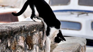 Iške crtice u objektivu Leonarda Kvarantana