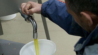 Put masline od stabla do djevicanskog ulja, Foto: Leo Banic Put masline od stabla do djevicanskog ulja, Foto: Leo Banic