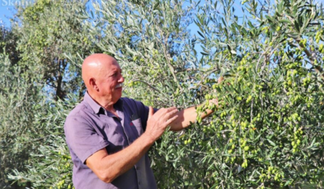 Vojku Škopiću zlatna medalja na 6. Festivalu maslina u Zagrebu