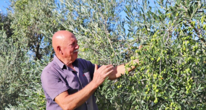 Vojku Škopiću zlatna medalja na 6. Festivalu maslina u Zagrebu