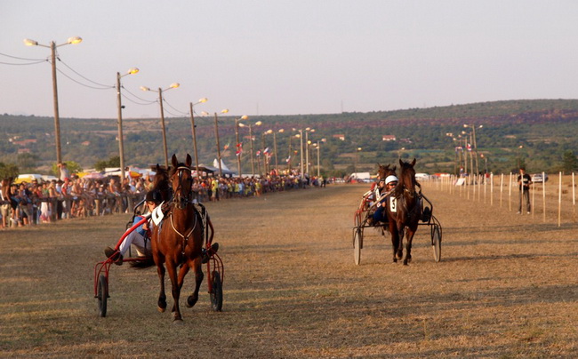 Polaca, utrke konja Oluja 95 Polaca, utrke konja Oluja 95