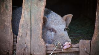 Zaton Obrovački: ZOO s egzotičnim i domaćim životinjama Zaton Obrovački: ZOO s egzotičnim i domaćim životinjama
