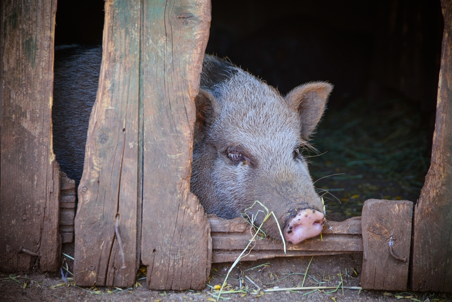 Zaton Obrovački: ZOO s egzotičnim i domaćim životinjama Zaton Obrovački: ZOO s egzotičnim i domaćim životinjama