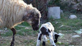 Kaštel Žegarski: Ovca potjerala vuka i ojanjila dva janjčića