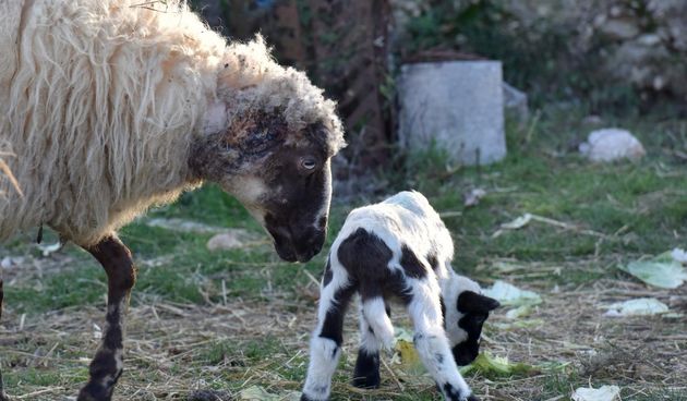 Kaštel Žegarski: Ovca potjerala vuka i ojanjila dva janjčića
