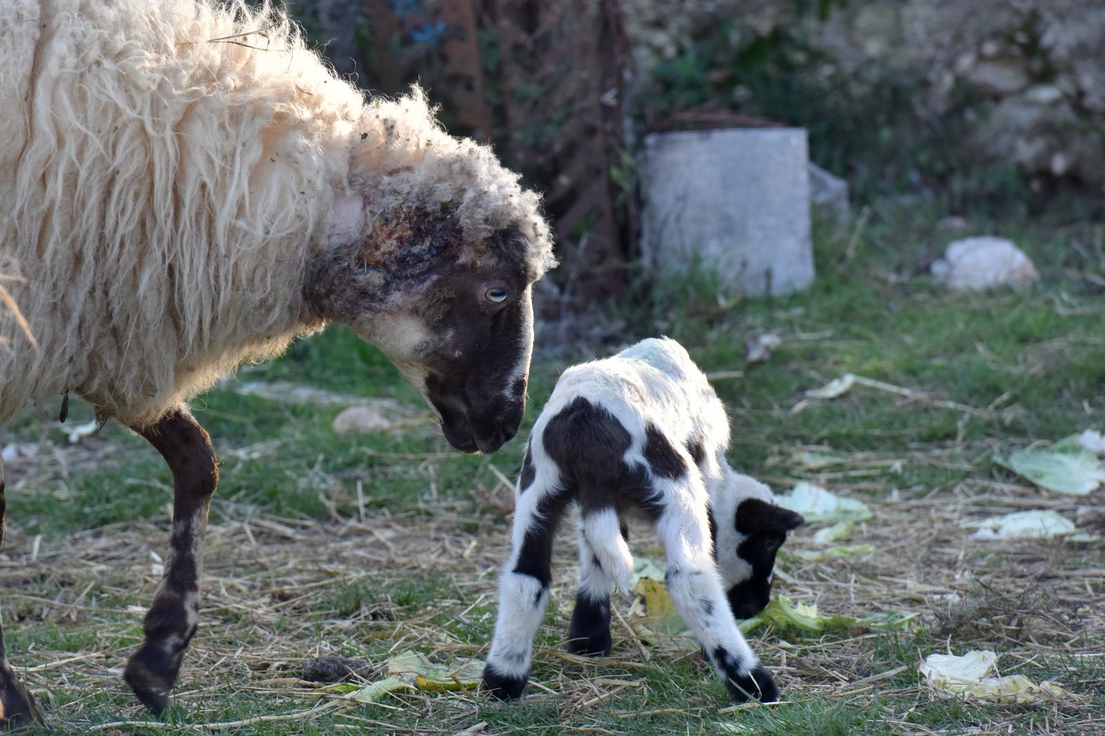 Kaštel Žegarski: Ovca potjerala vuka i ojanjila dva janjčića