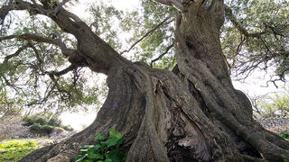 Biograd na moru: Otvorena izložba fotografija “Lunjske masline” Biograd na moru: Otvorena izložba fotografija “Lunjske masline”