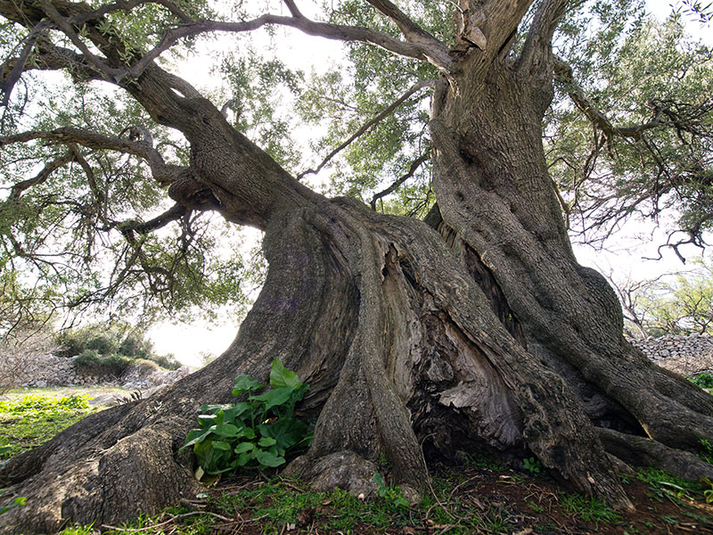 Biograd na moru: Otvorena izložba fotografija “Lunjske masline” Biograd na moru: Otvorena izložba fotografija “Lunjske masline”