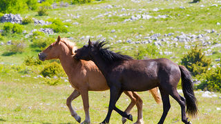Divlji konji Velebita, foto: Leo Banic