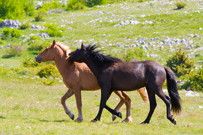 Divlji konji Velebita, foto: Leo Banic