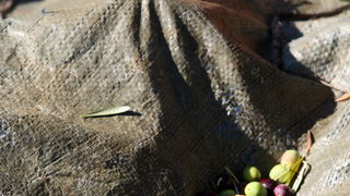 Pag, Lun, 221012.
Berba maslina u lunskom masliniku koji se nalazi kod mjesta Lun na otoku Pagu. Omedjen je suhozidima, prostire se na 400 hektara i sadrzi oko 80.000 stabala maslina. Najveci je maslinik u Hrvatskoj. U Lunskom masliniku rastu brojne jedin Pag, Lun, 221012.
Berba maslina u lunskom masliniku koji se nalazi kod mjesta Lun na otoku Pagu. Omedjen je suhozidima, prostire se na 400 hektara i sadrzi oko 80.000 stabala maslina. Najveci je maslinik u Hrvatskoj. U Lunskom masliniku rastu brojne jedin