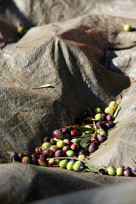 Pag, Lun, 221012.
Berba maslina u lunskom masliniku koji se nalazi kod mjesta Lun na otoku Pagu. Omedjen je suhozidima, prostire se na 400 hektara i sadrzi oko 80.000 stabala maslina. Najveci je maslinik u Hrvatskoj. U Lunskom masliniku rastu brojne jedin Pag, Lun, 221012.
Berba maslina u lunskom masliniku koji se nalazi kod mjesta Lun na otoku Pagu. Omedjen je suhozidima, prostire se na 400 hektara i sadrzi oko 80.000 stabala maslina. Najveci je maslinik u Hrvatskoj. U Lunskom masliniku rastu brojne jedin