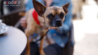 Đir po gradu, subotnja špica 23. ožujka 2019.