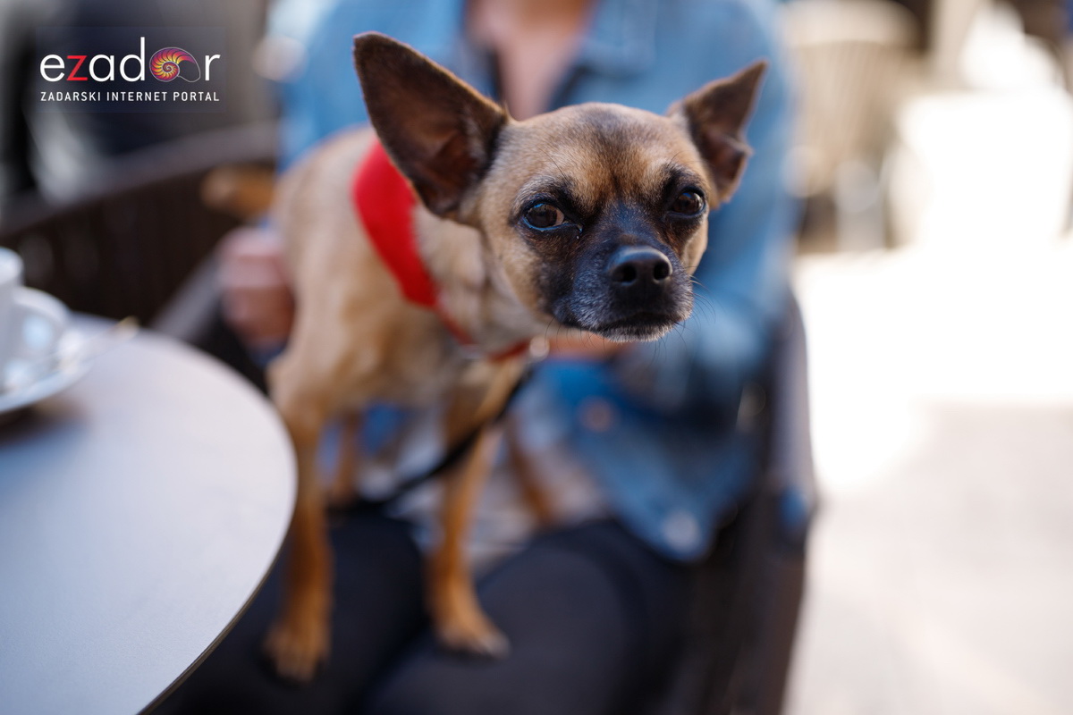Đir po gradu, subotnja špica 23. ožujka 2019.