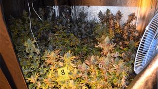 Na Krku pronađena četiri ilegalna laboratorija za uzgoj kanabisa, pritvoreno troje osumnjičenika Na Krku pronađena četiri ilegalna laboratorija za uzgoj kanabisa, pritvoreno troje osumnjičenika