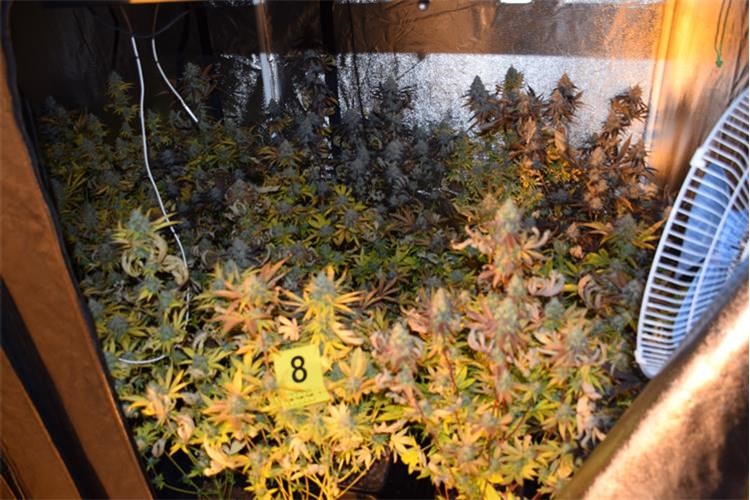 Na Krku pronađena četiri ilegalna laboratorija za uzgoj kanabisa, pritvoreno troje osumnjičenika Na Krku pronađena četiri ilegalna laboratorija za uzgoj kanabisa, pritvoreno troje osumnjičenika