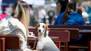 Međunarodna izložba pasa CACIB 2023